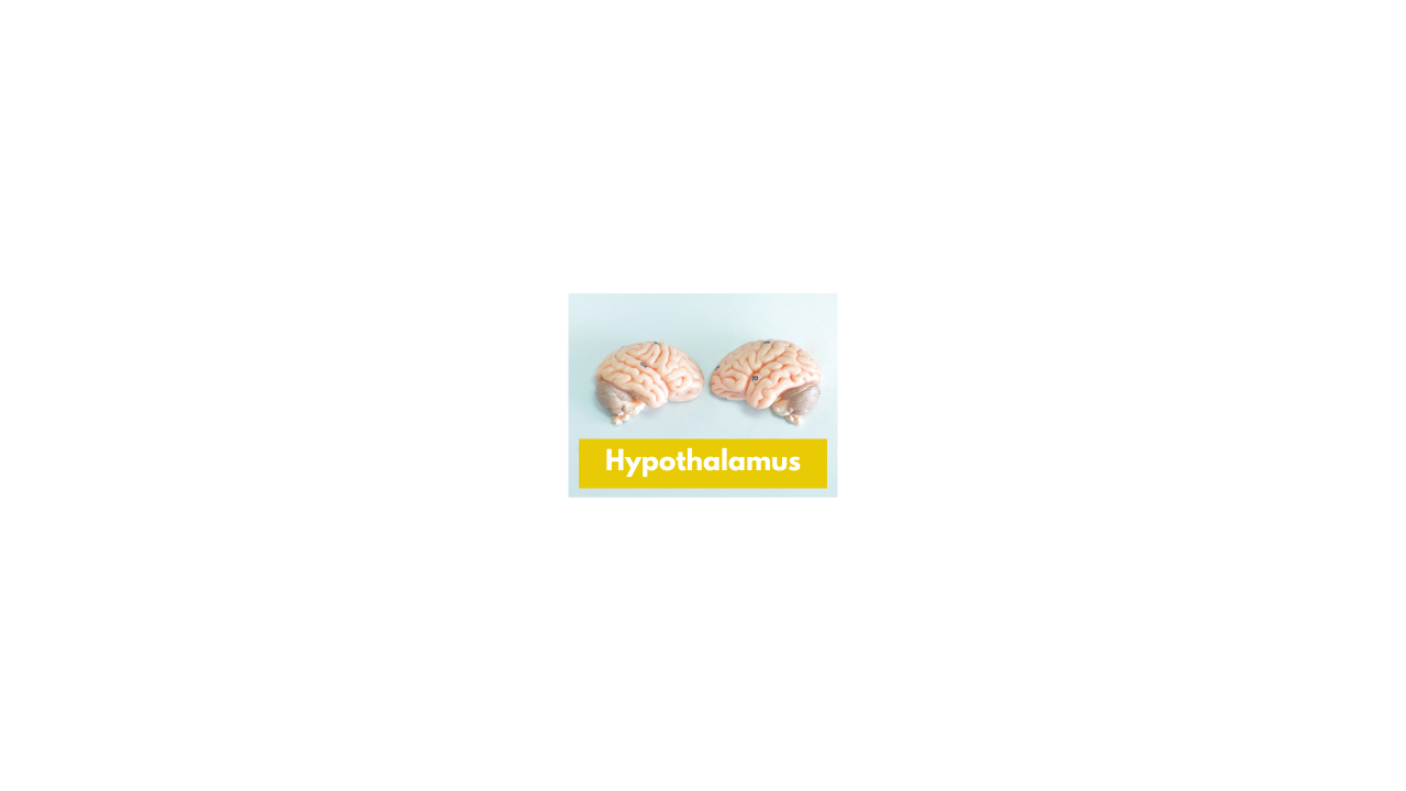 Hypothalamus